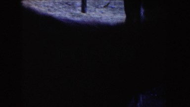 1955: playing with donkey IDAHO