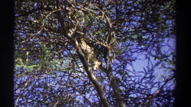 1969: cheetah walking down a branch in a tree UGANDA
