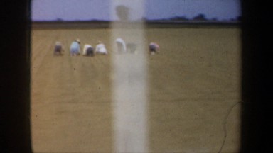 1957: planting season begins OREGON