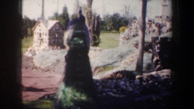1957: curious peacock crashes village ceremony OREGON