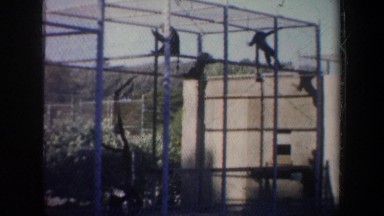1957: five monkeys in a cage swinging from the top and running around SAN