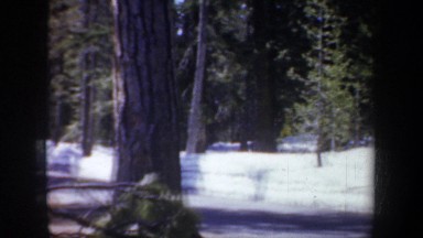 1957: ponderosa pine and fir forest adjacent to a ravine and a sign that says