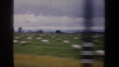 1957: Two Clips Driving Past Grazing Sheep and Palm Tree Streets in San Francisco