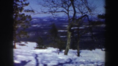 1962: a lonely view of nature and it's trees. VERMONT
