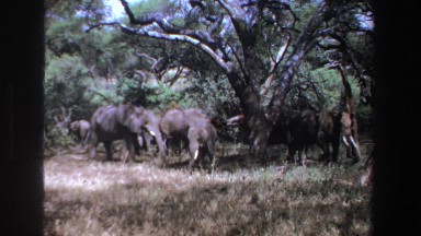 1969: Herd of Elephants Grazing on the Savanna in South Africa