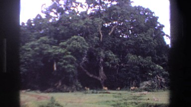 1969: A Tilt of a Large Tree with Animals Under It South Africa
