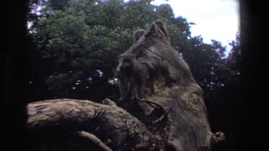1969: monkeys on top of giant rock observing things from their perch SOUTH