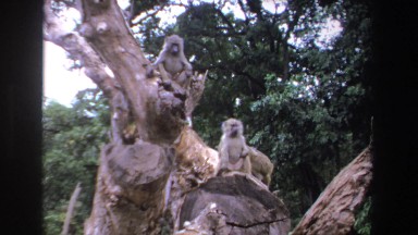 1969: Baboons in a Tree Jumping Around South Africa