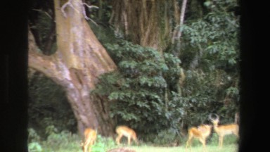 1969: a group of deers in a forest. SOUTH AFRICA