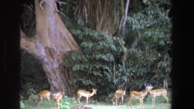 1969: deers quickly scattering in the forest. SOUTH AFRICA