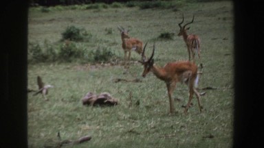 1969: small herd of antelope grazing calmly in field. SOUTH AFRICA