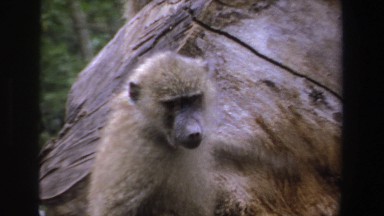 1969: a monkey scratching himself behind his ear SOUTH AFRICA