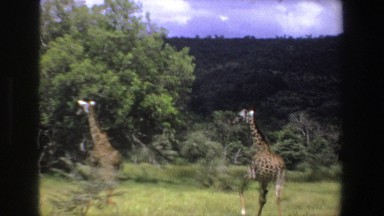 1969: three giraffes walking around on the savannah SOUTH AFRICA