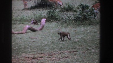 1969: monkey walking surrounded by wildlife SOUTH AFRICA
