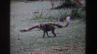 1969: monkeys and elk in the wild SOUTH AFRICA