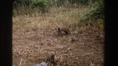 1969: Two Small Animals with Ridged Fur Raise and Lower Heads While One Digs a Hole