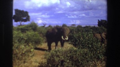 1969: a mother elephant with calves. SOUTH AFRICA