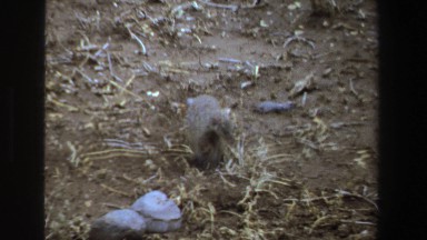 1969: A Mongoose and a Pair of Buffaloes Grazing South Africa