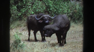 1969: two black wild gaur SOUTH AFRICA