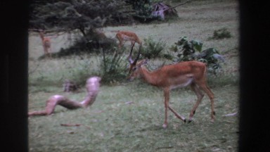 1969: gazelle-like ungulates in a herd and a baboon SOUTH AFRICA