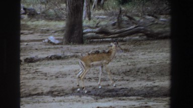 1969: holiday vacation in forest with wild animals SOUTH AFRICA