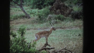 1969: A Baby Deer Walking Through the Forest in South Africa