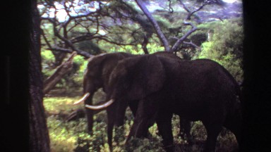 1969: Two Elephants Walking Through Angolan Wilderness
