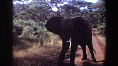 1969: Elephant Standing on Dirt Track Road Angola