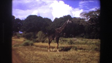 1969: a scene of a beautiful giraffe up and close walking through the safari.