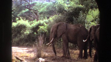 1969: African Elephants Walking in Shade on Savanna Angola