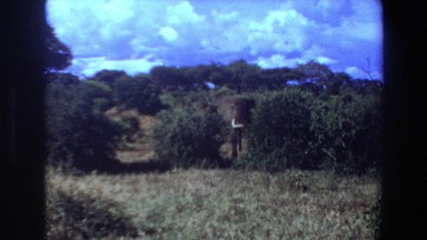 1969: Camera Zooms In On Elephant Standing Between Bushes