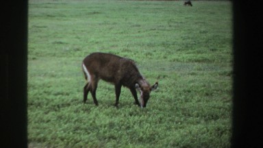 1969: Exotic Ungulates Grazing in Field Near Water South Africa