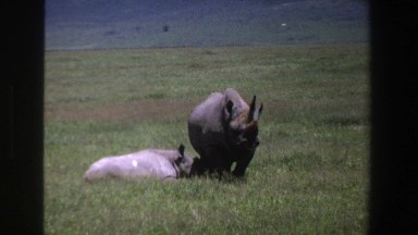 1969: Two Rhinoceroses Relax in a Grassy Plain, One Lying Down, One Standing