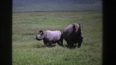 1969: Two Rhinoceros in Open Field, South Africa