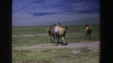 1969: Antelope Herd Grazing on South African Plains
