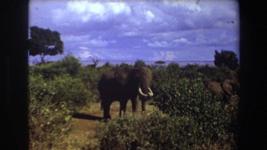1969: Mother Elephant Leads Her Offspring Through Grassy Savannah in Angola