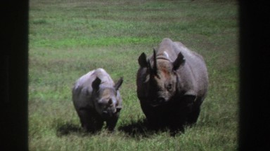 1969: Baby Rhino and Mother Stare at Camera in South Africa
