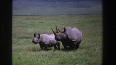 1969: Rhinoceros and Young on the Savanna South Africa