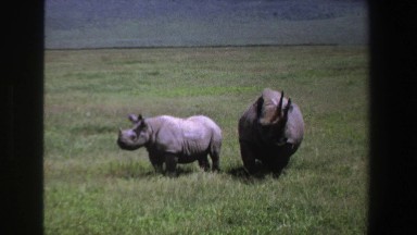 1969: Two Rhinoceros Standing in South African Grassland