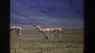 1969: Antelope Grazing in Grassy Savanna with Steep Hills in South Africa