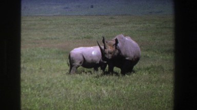 1969: Mother Rhino and Calf Relaxing in a South African Savanna Field