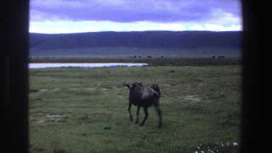 1969: Buffalo or Antelope on Plain Grooming Lazily in South Africa