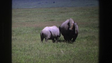 1969: Mother Rhino and Baby Flapping Tail in South Africa