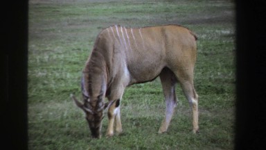 1969: Lone Deer Grazing in South African Grasslands