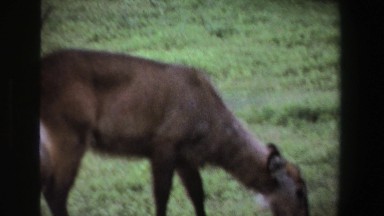 1969: Herd of African Ungulates on the Savanna Moving Casually South Africa