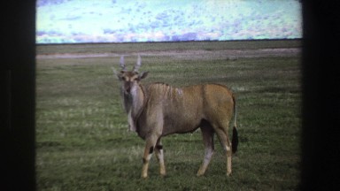 1969: animal standing on planes SOUTH AFRICA