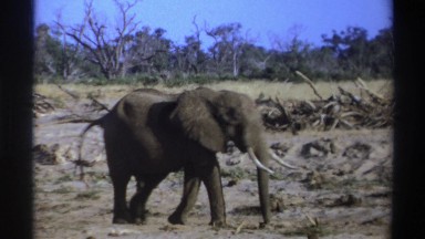 1969: adult gray elephant walks and excretes on barren land with trees in the