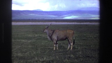 1969: fat antelope eating some grass. SOUTH AFRICA