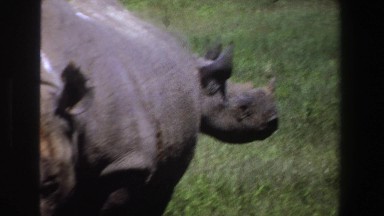 1969: two huge rhinoceros standing in the grasses in sunshine SOUTH AFRICA