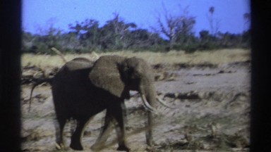 1969: Elephant Walking Near Water Hole and Defecating South Africa